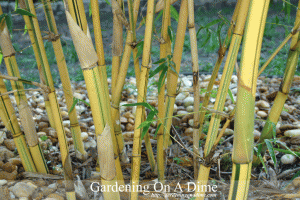 Asian Lemon Bamboo