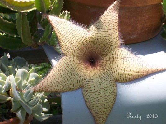 Starfish Flower