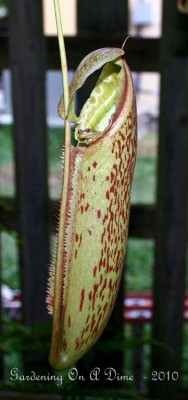 Pitcher Plant and Frog