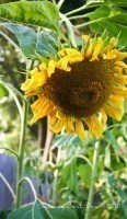 Drying Sunflower Head