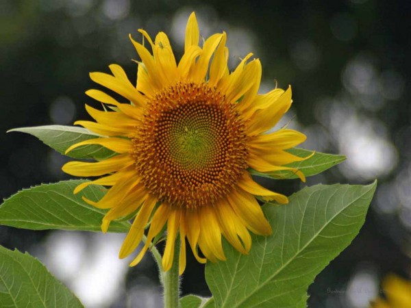 Mammoth Russian Sunflower
