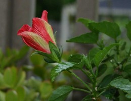 Red Hibiscus Bud