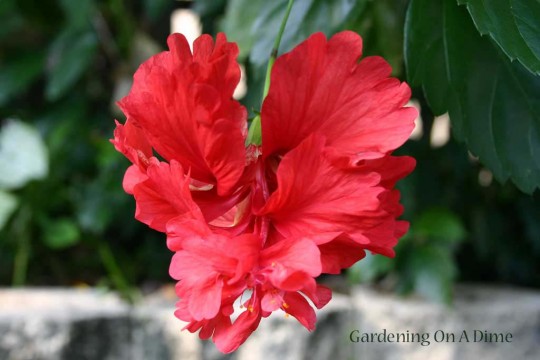 Double Red Hibiscus