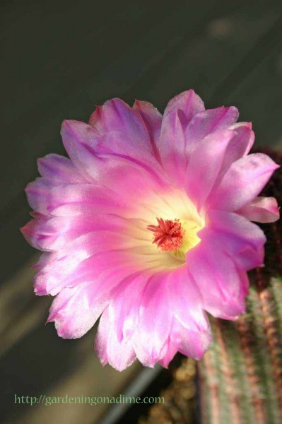 Pink Comb Cactus (Echinocereus pectinatus rubispinus)