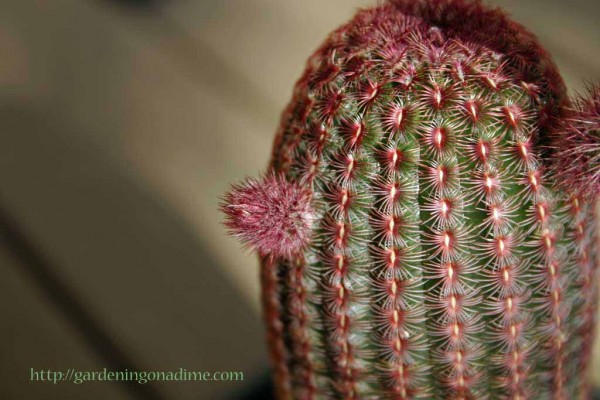 Rainbow Cactus Flower Bud