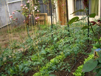 veggie-garden