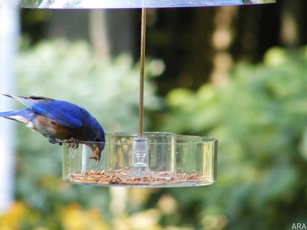 Blue bird at bird feeder