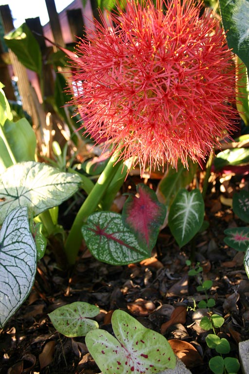 Blood Lily Flower