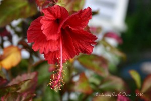 A Delicate Hibiscus