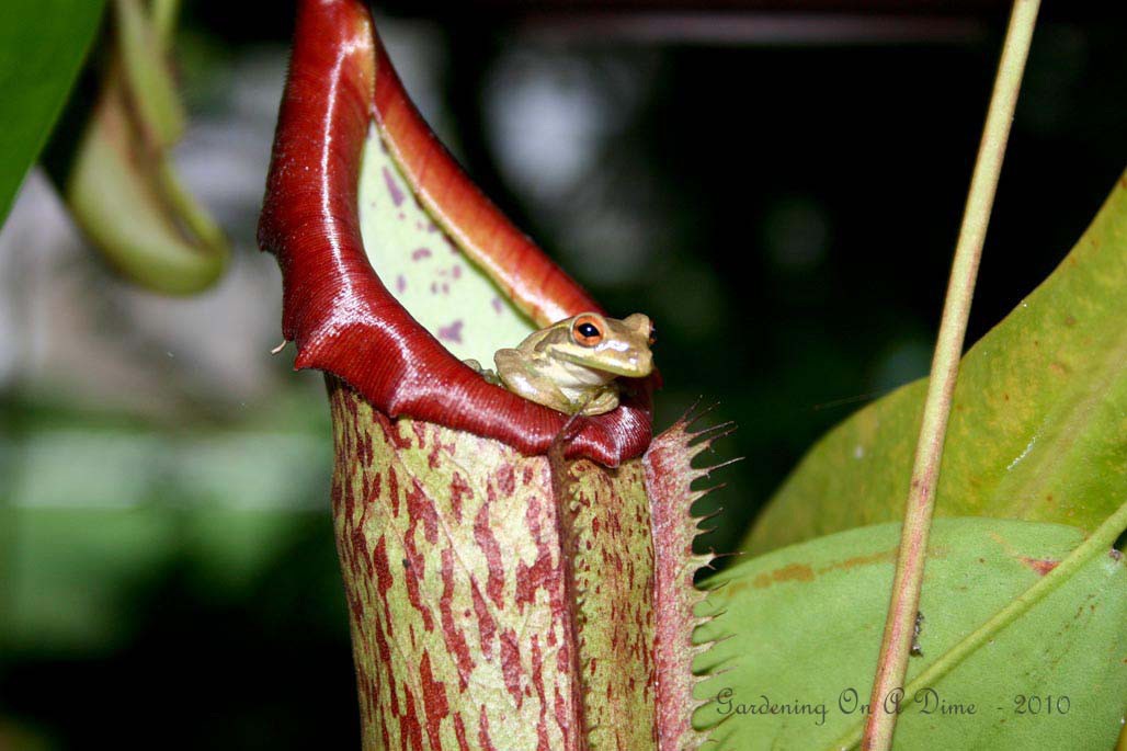 Pitcher Plant and Frog