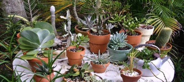 Succulents and Cacti Collection