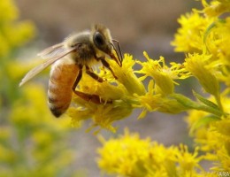 Beneficial Pollinators