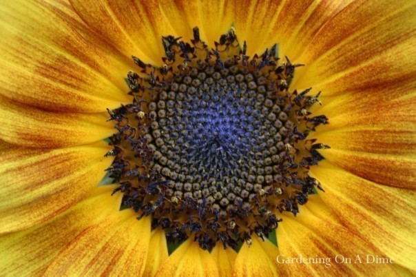 Autumn Beauty Sunflower Closeup