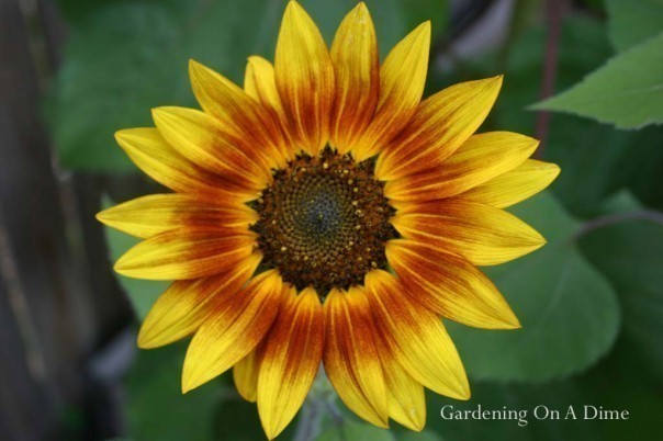 Autumn Beauty Sunflower