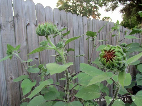 Sunflower Buds