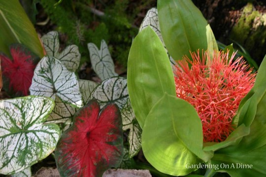 Caladiums And Blood Lily