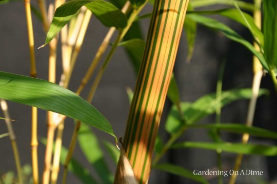 Hawaiian Gold Timber Bamboo