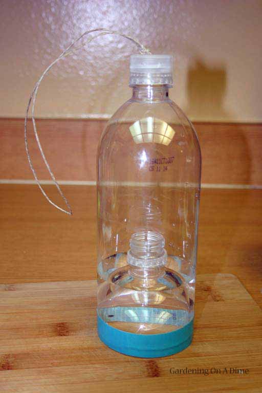 DIY Water Bottle Wasp Trap – Gardening On A Dime