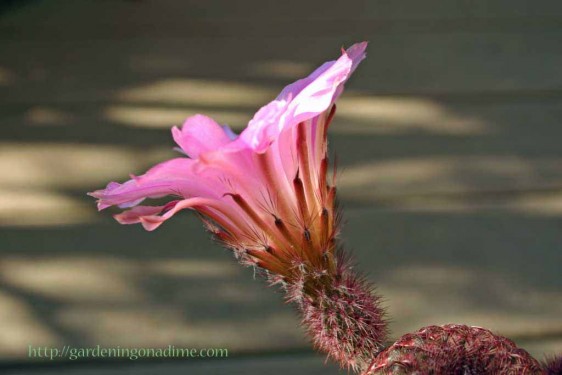 Echinocereus pectinatus rubispinus flower