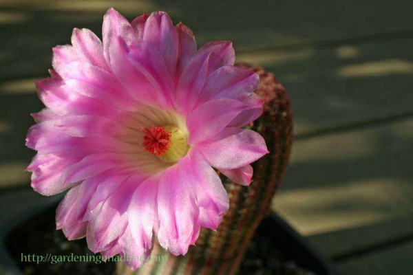 Rainbow Cactus Flower (Echinocereus pectinatus rubispinus)