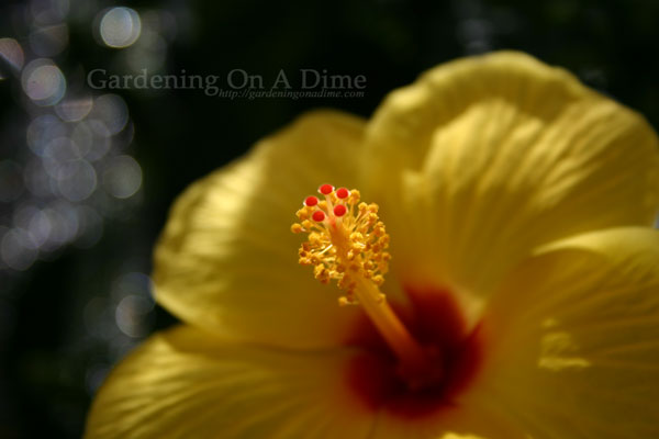 Sunny-Wind-Hibiscus-Flower