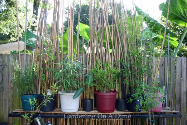 bamboo-pole-screen