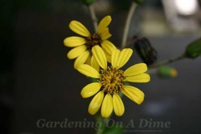 Yellow-Farfugium-Flower