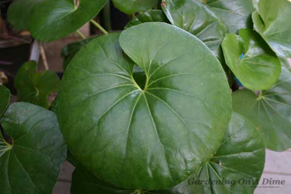 farfugium-japonicum-leaf
