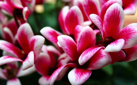 Cyclamen flowers are perfect for a low-allergen garden