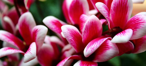 Cyclamen flowers are perfect for a low-allergen garden