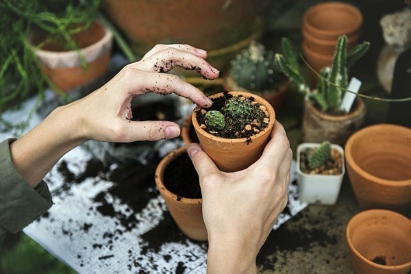 planting-cactus-in-a-pot