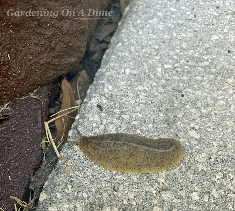 Slug at Gardening On A Dime