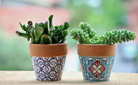 Two green small plants in colorful pots