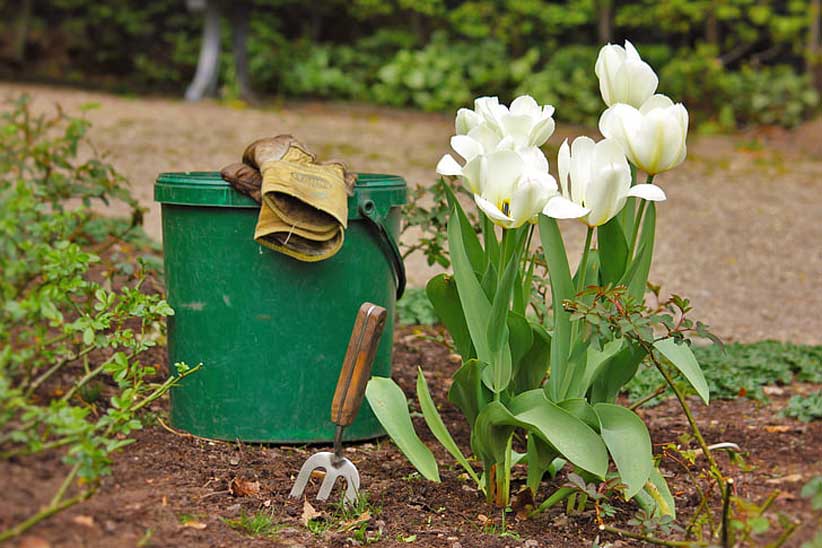 What's The Simplest Way To Get Started With Gardening?