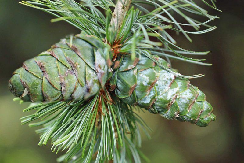 The ultimate guide to caring for evergreen trees