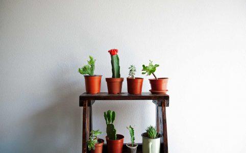 Small succulent plants as indoor decoration.