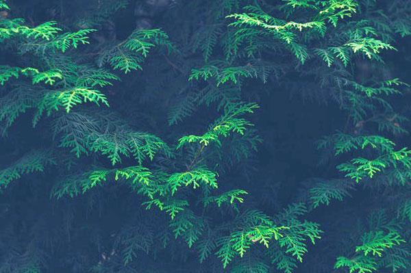 An evergreen plant in the shadow