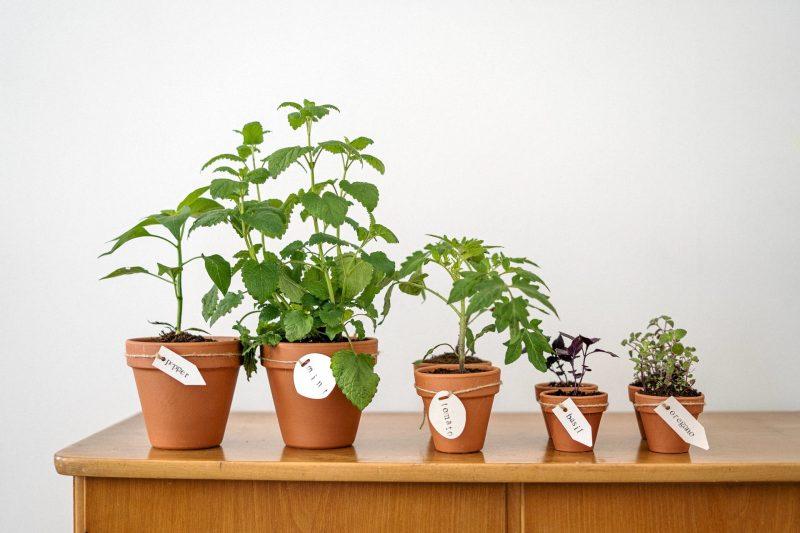 Herbs you can grow in an apartment