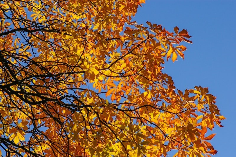 Yellow leaves on a tree