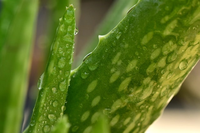 Aloe vera, a plant that's great for your skin that you can easily grow in your gym.