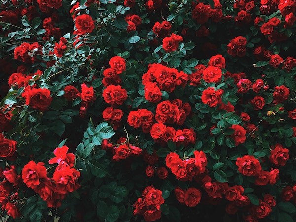 A plethora of red roses.