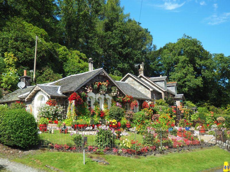 A garden surrounding a house.