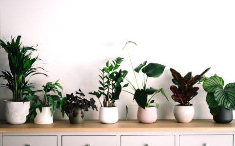 Potted plants sitting upon a dresser
