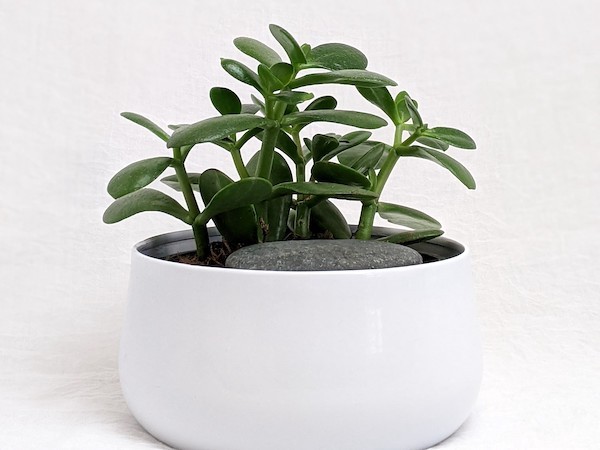 A jade plant in a pot
