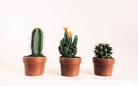 Three potted cacti