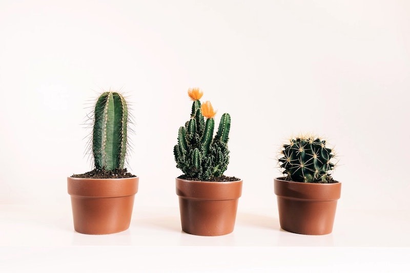 Three potted cacti