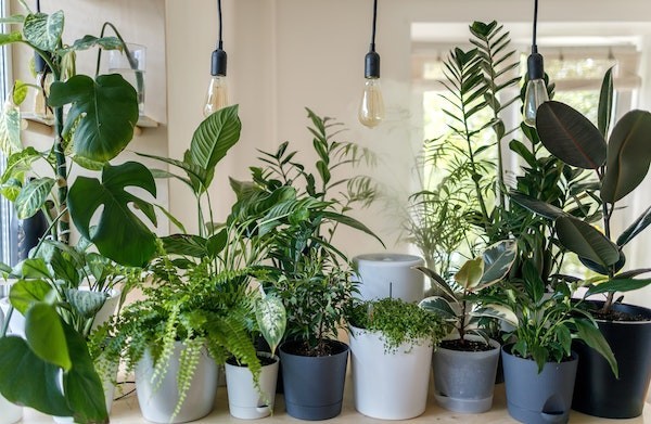 A variety of green-leafed plants, showing how to create a plant-loving home.