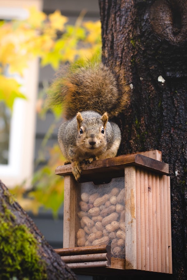 A squirrel on a feeder.