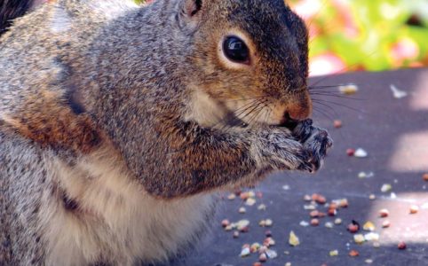 A squirrel eating.
