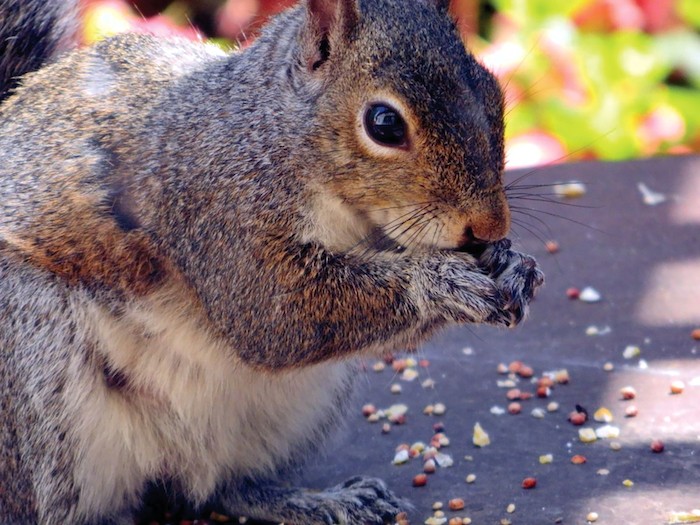 A squirrel eating.